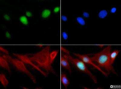 Immunocytochemistry/ Immunofluorescence: Histone H3 [Monomethyl Lys18] Antibody - BSA Free [NB21-1141]